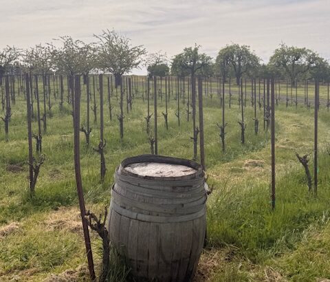 One of the vineyards at Dominio IV winery in the Willamette Valley, Oregon