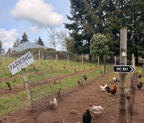 Free range chickens at Varnum Vintners in the Willamette Valley, Oregon